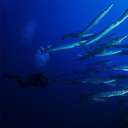 Ut - Ustica Oneday Diving
